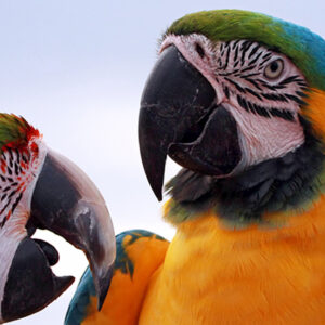 Manejo e Conservação da Fauna Silvestre - Campus Guarulhos