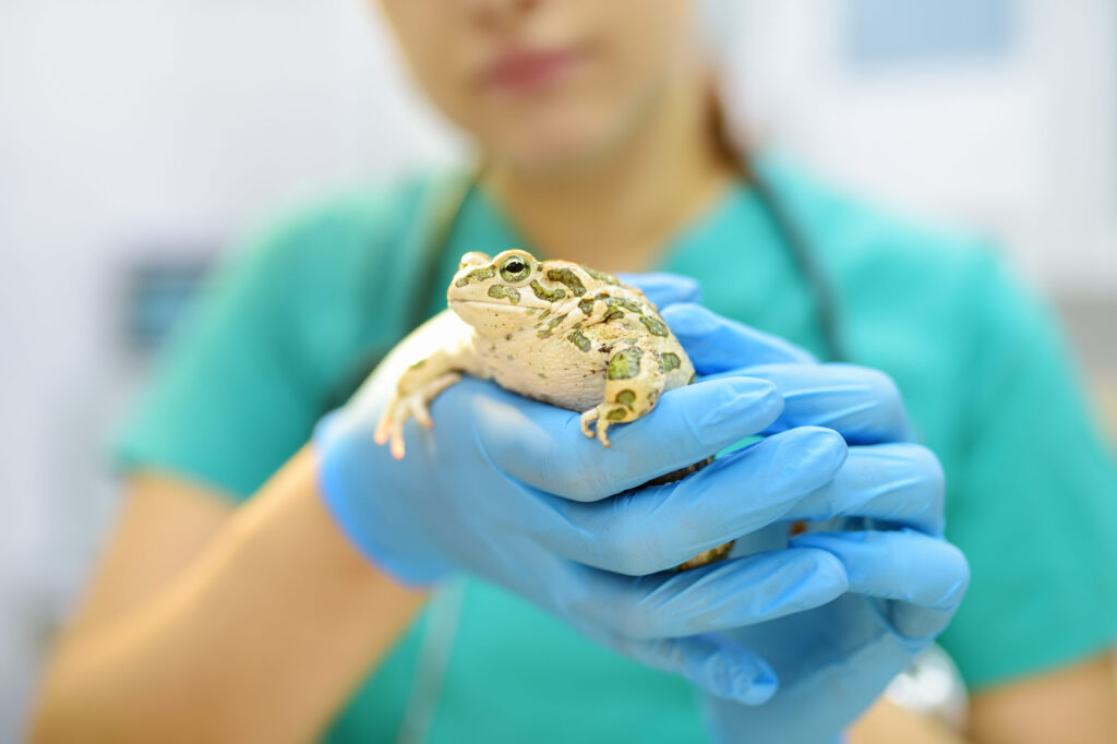 Clínica Médica e Cirúrgica de Animais Silvestres e Exóticos – Campus Liberdade