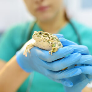 Clínica Médica e Cirúrgica de Animais Silvestres e Exóticos - Campus Liberdade