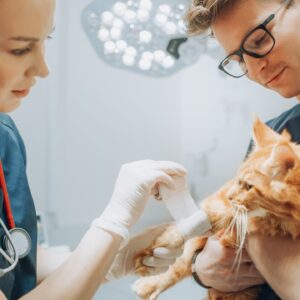 Clínica Médica e Cirúrgica de Pequenos Animais - Campus Liberdade