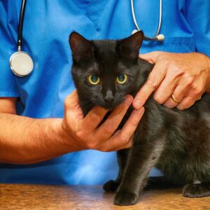 Medicina Felina - Campus Liberdade