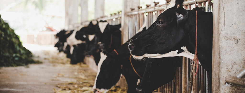 Cadeias Produtivas de Origem Animal