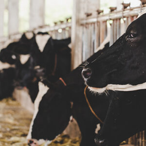Cadeias Produtivas de Origem Animal