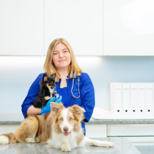 Cirurgia de Pequenos Animais – Campus Interlagos