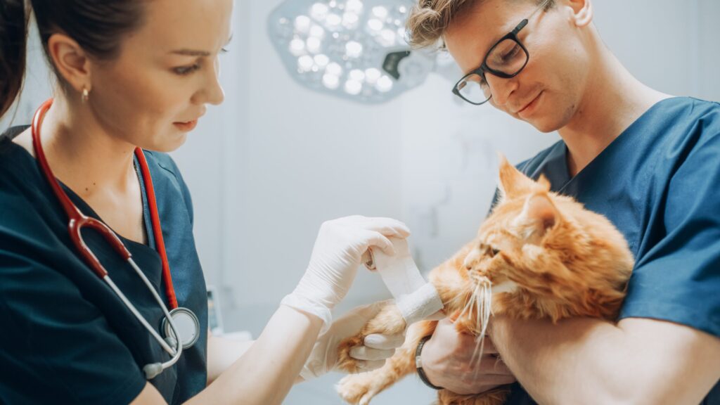 Clínica Médica e Cirúrgica de Pequenos Animais – Campus Guarulhos